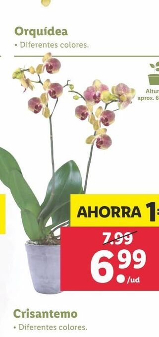 Lidl Orquídeas oferta