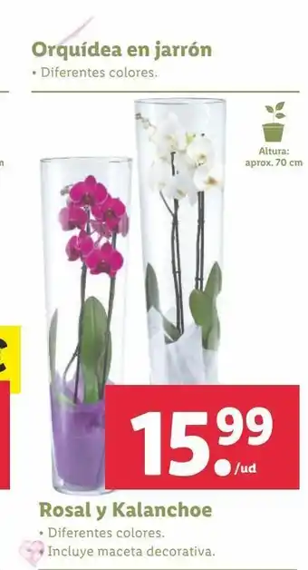 Lidl Orquídeas en jarrón oferta