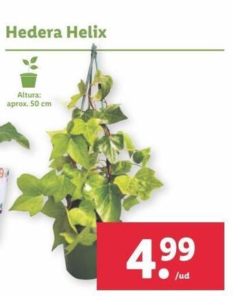 Lidl Plantas oferta