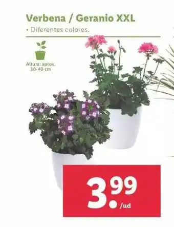 Lidl Verbena Geranio Xxl oferta