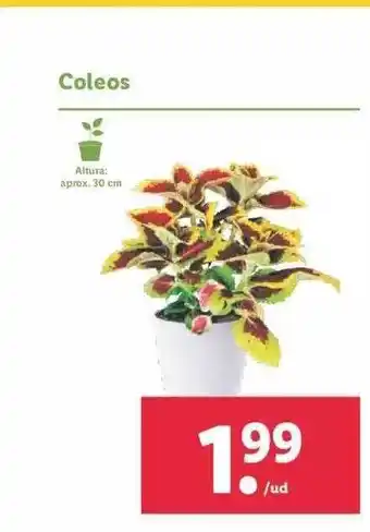 Lidl Coleos oferta