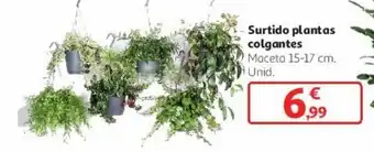 Alcampo Surtido plantas colgantes oferta