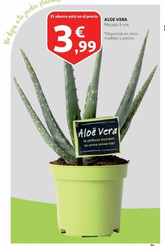 Alcampo Aloe vera oferta