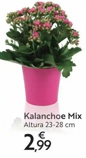 Carrefour Kalanchoe mix oferta