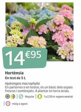 Jardiland Hortensia oferta