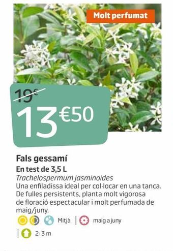 Jardiland Jazmín oferta