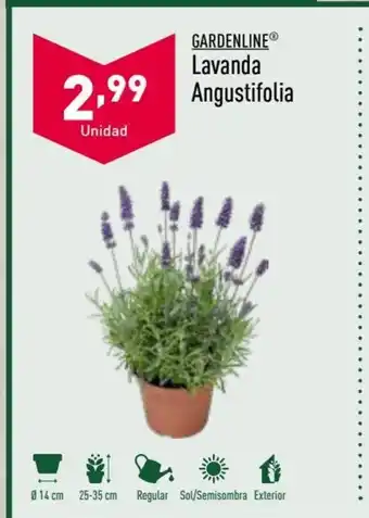 ALDI Gardenline Lavanda Angustifolia oferta