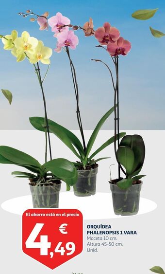 Alcampo Orquídeas oferta