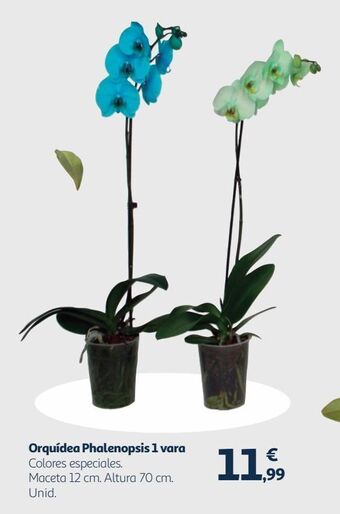 Alcampo Orquídeas oferta