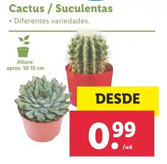Lidl Cactus / Suculentas aprox. 10-15 cm oferta