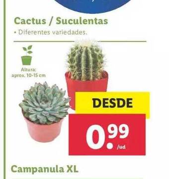 Lidl Cactus Suculentas oferta