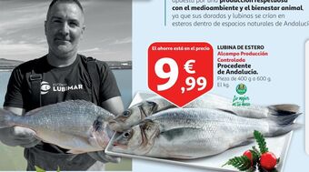 Alcampo Lubina oferta