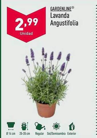 ALDI Gardenline Lavanda Angustifolia oferta