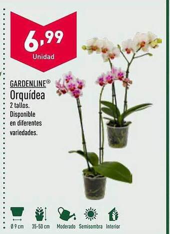 ALDI Gardenline Orquídea oferta