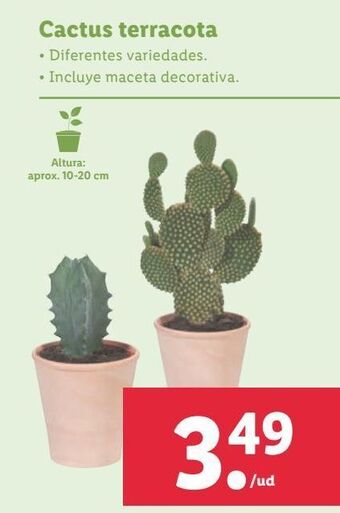 Lidl Cactus oferta