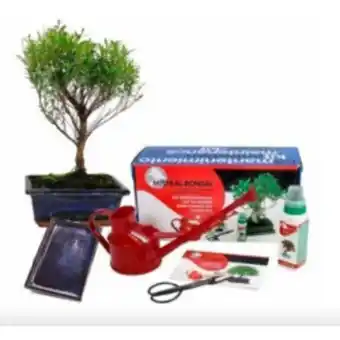 Verdecora Lote iniciación bonsai oferta