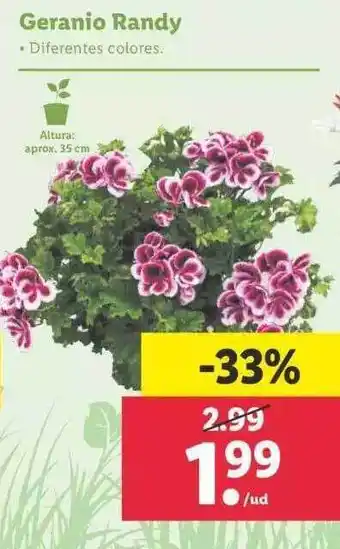 Lidl Geranio Randy oferta