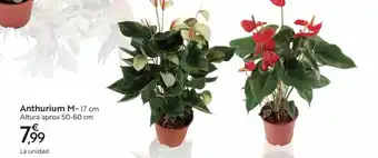 Carrefour Anthurium M-17cm oferta