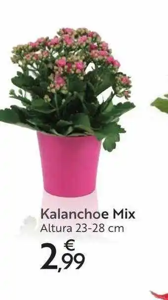 Carrefour Kalanchoe Mix Altura oferta