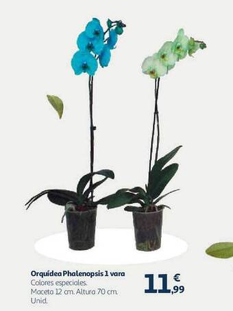 Alcampo Orquídea Phalenopsis 1 Vara oferta