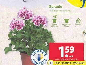 Lidl Geranio oferta