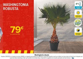 Washingtonia robusta