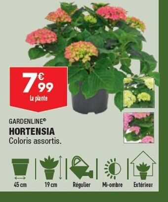 ALDI Hortensia offre