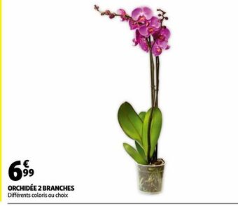 Auchan Orchidée 2 branches offre
