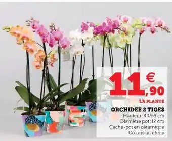 Super U Orchidee 2 tiges offre