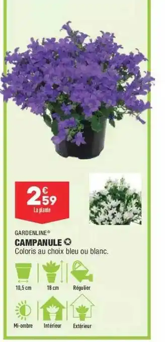 ALDI Campanule Gardenline offre