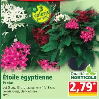 Norma Étoile égyptienne offre