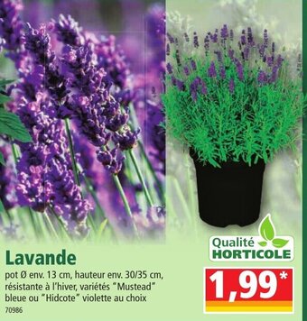 Norma Lavande offre