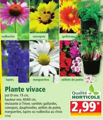 Norma Plante vivace offre