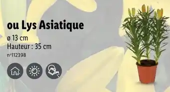 Lidl Ou lys asiatique offre