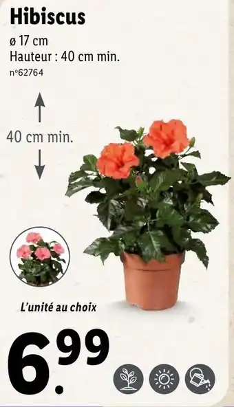 Hibiscus