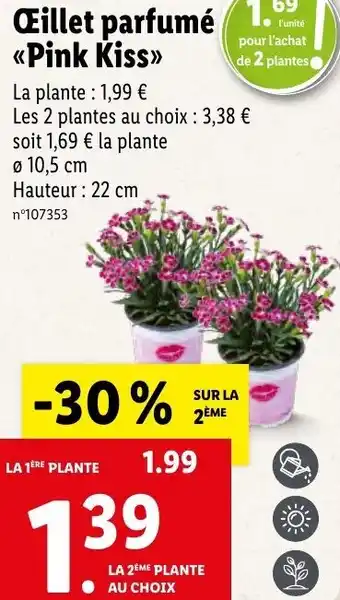 Lidl Œillet parfumé pink kiss offre