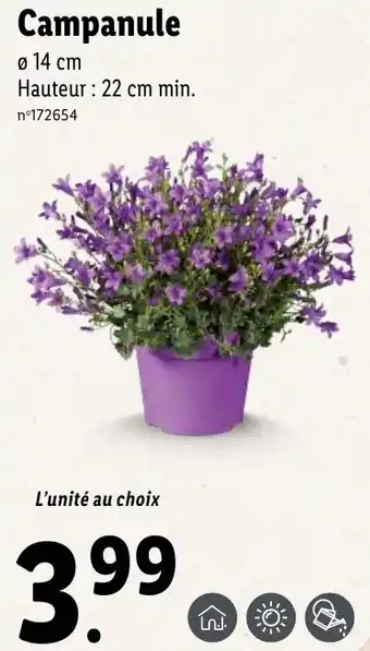 Lidl Campanule offre