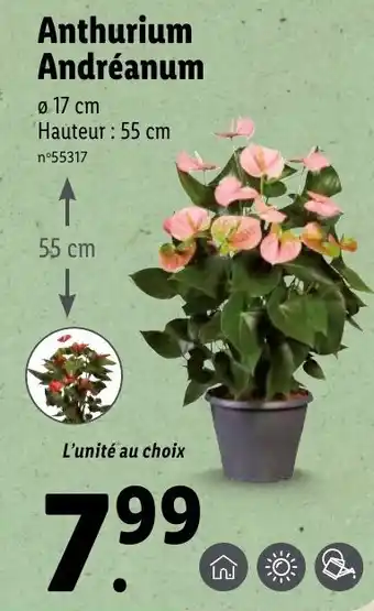 Lidl Anthurium andréanum offre