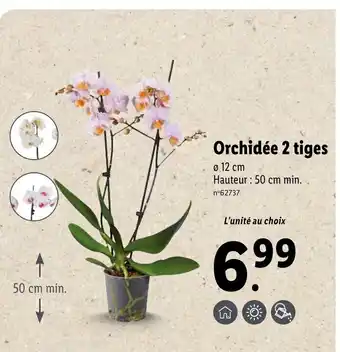Lidl Orchidée 2 Tiges offre