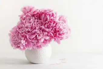 Auchan BOUQUET DE 5 PIVOINES + 1 OFFERTE offre