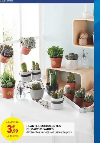 Intermarché Hyper Plantes Succulentes Ou Cactus Variés offre
