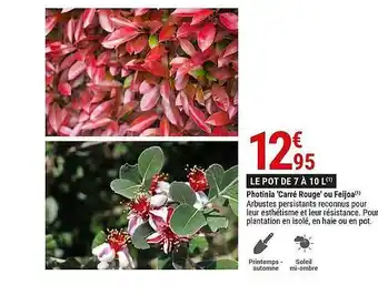 Photinia 'carré Rouge' Ou Feijoa