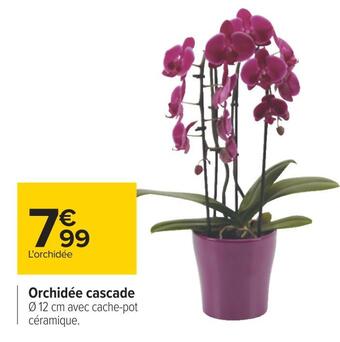 Carrefour Orchidée cascade offre