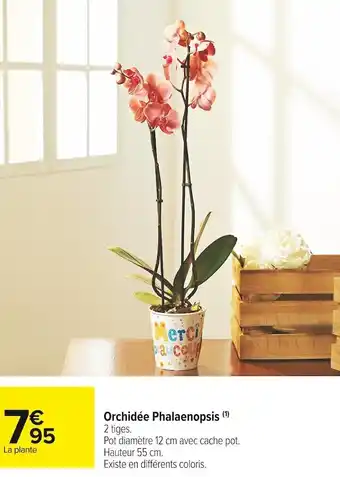 Carrefour Market Orchidée phalaenopsis offre