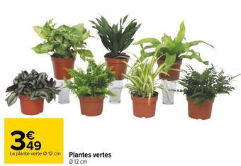 Carrefour Plantes vertes offre