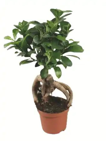 Super U FICUS GINSENG offre