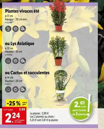 Lidl Plantes Vivaces été Ou Lys Asiatiques Ou Cactus Et Succulentes offre