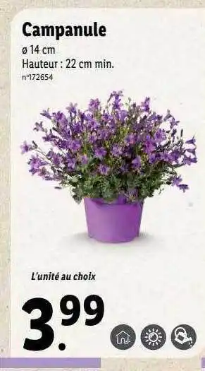 Lidl Campanule offre