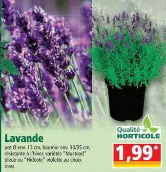 Norma Lavande offre