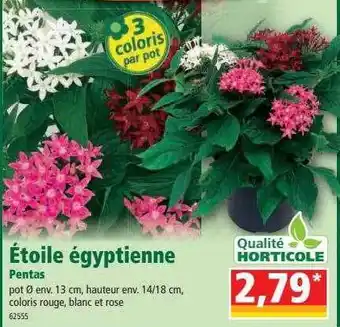 étoile égyptienne Pentas